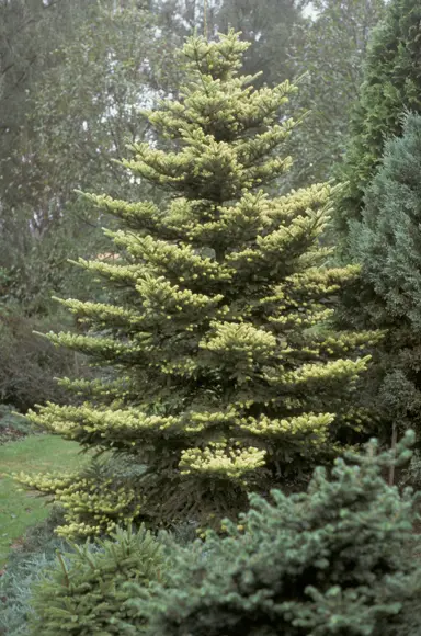 abies-koreana-aurea-2