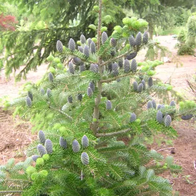 abies-koreana-aurea-5