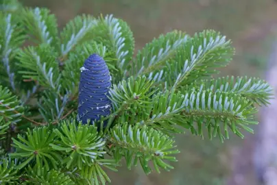 abies-blue-emperor-