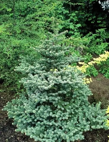 abies-blue-emperor-2