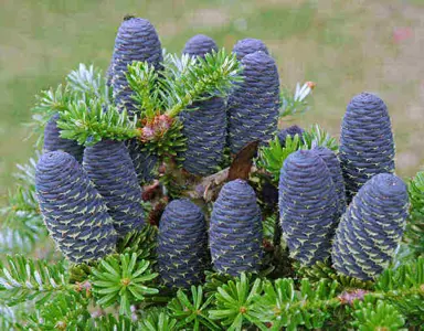 abies-blue-emperor-4