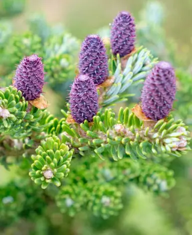 abies-green-carpet-