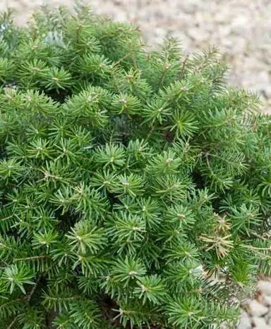 abies-green-carpet-1