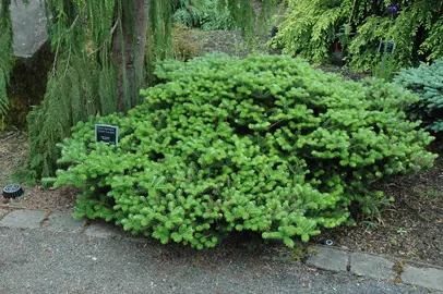 abies-green-carpet-2