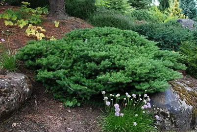 abies-green-carpet-3