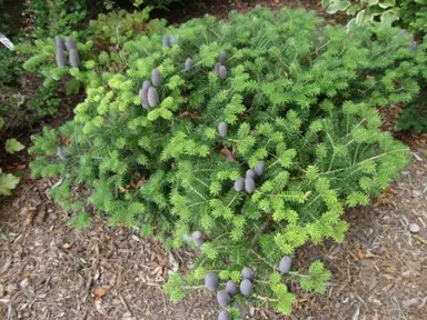 abies-green-carpet-4