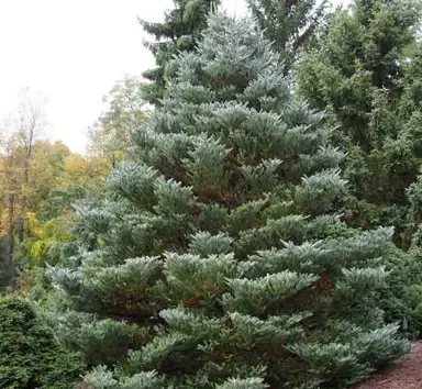 abies-silberlocke-