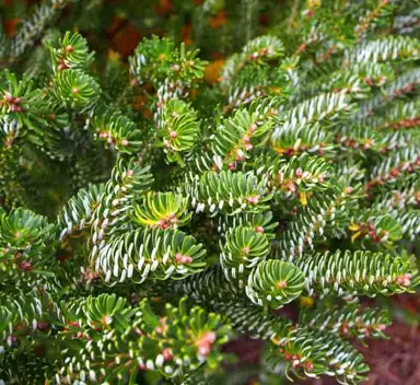 abies-silberlocke-1