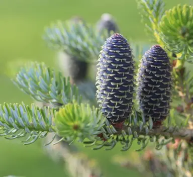 abies-silberlocke-2