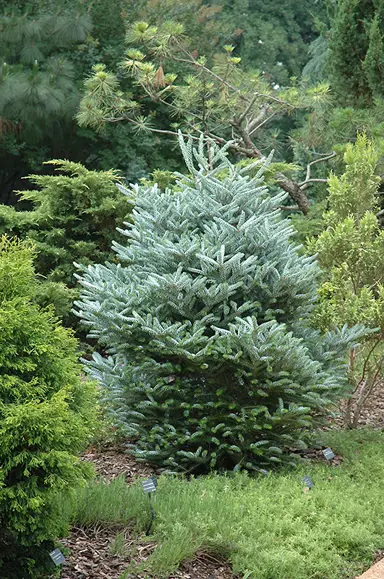 abies-silberlocke-3