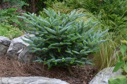 abies-silberlocke-4