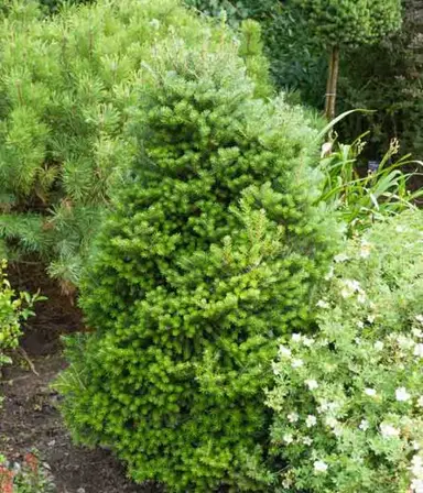 abies-silberperle-