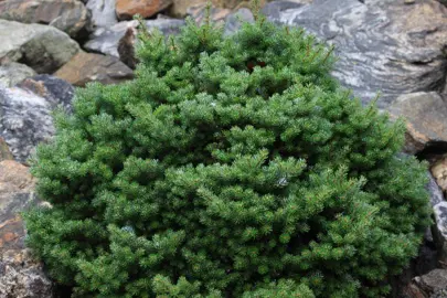 abies-silberperle-1