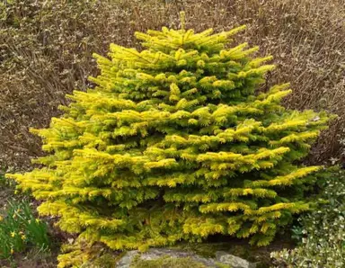 abies-golden-spreader-