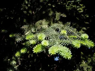 abies-pinsapo-1