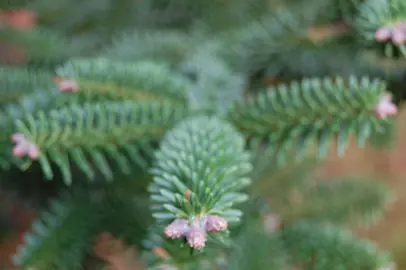 abies-pinsapo-3