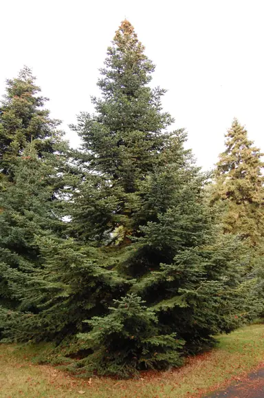 abies-pinsapo-4