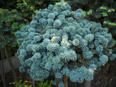 abies-blaue-hexe-3