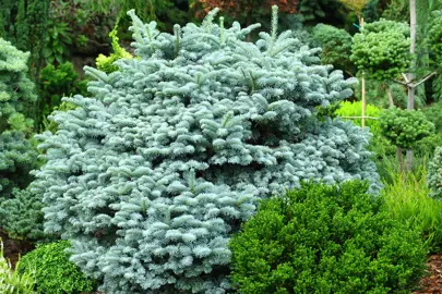 abies-blaue-hexe-4