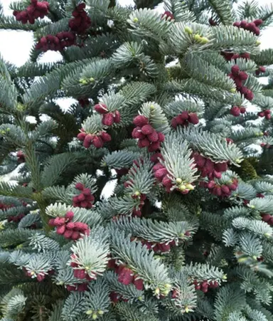 abies-procera-glauca-