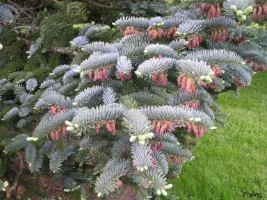 abies-procera-glauca-1