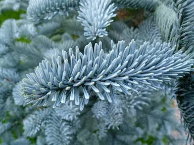 abies-procera-glauca-3