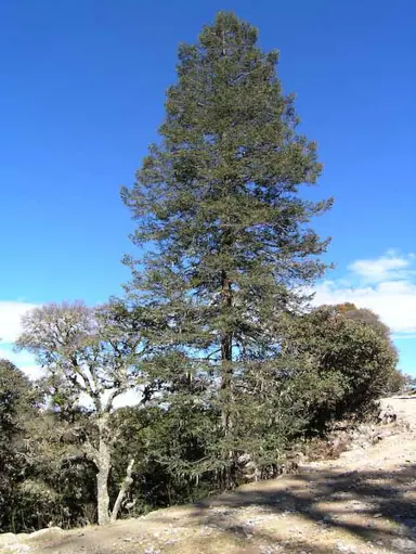 abies-religiosa-