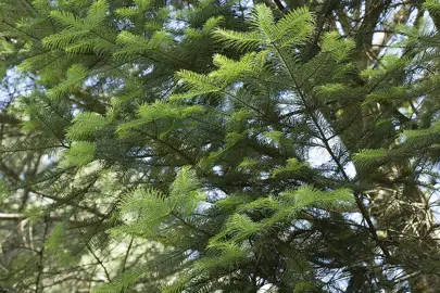 abies-religiosa-2