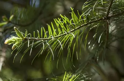 abies-religiosa-3