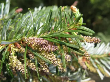 abies-vejarii-1