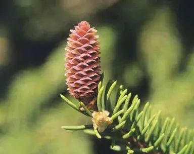 abies-vejarii-2