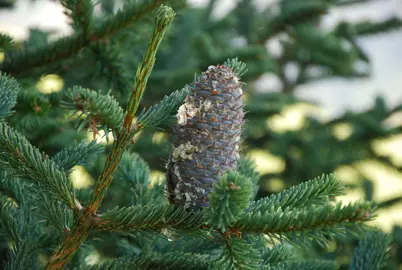 abies-vejarii-3