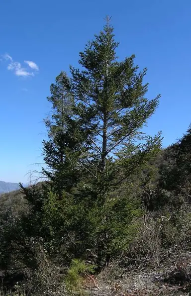 abies-vejarii-4