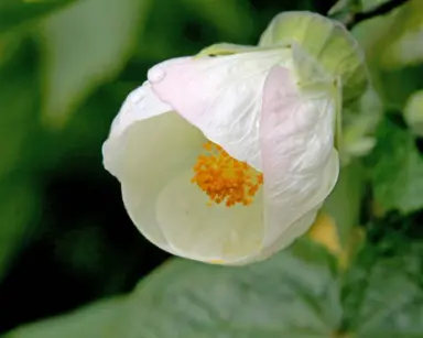 abutilon-boule-de-neige--1