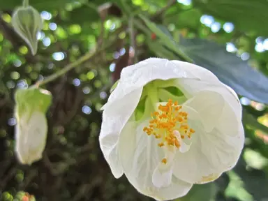 abutilon-boule-de-neige-