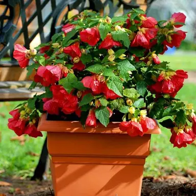 abutilon-lucky-lantern-red-