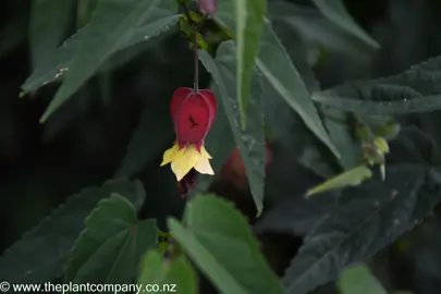 Abutilon megapotamicum red and yellow flower.