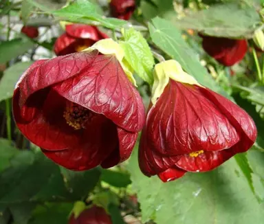 abutilon-nabob--1