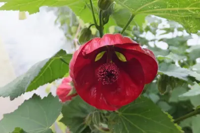 abutilon-nabob-