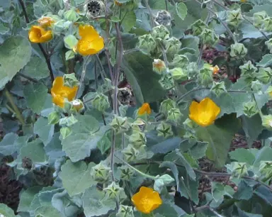 Abutilon palmeri shrub with yellow-orange flowers and green foliage.