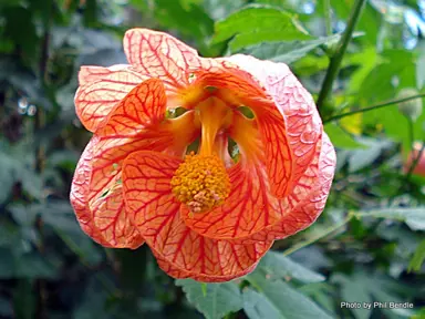 Abutilon pictum orange and red flower.