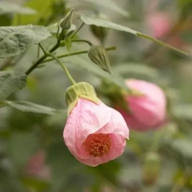 abutilon-pink-