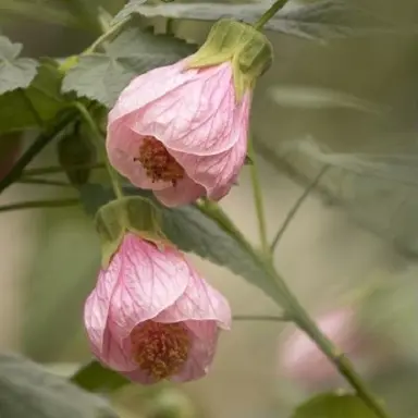 Pink flowers on Abutilon 'Roseus'.