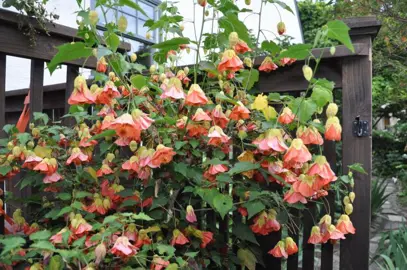 abutilon-victor-reiter--1