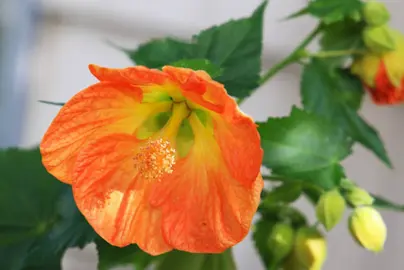 abutilon-victor-reiter-