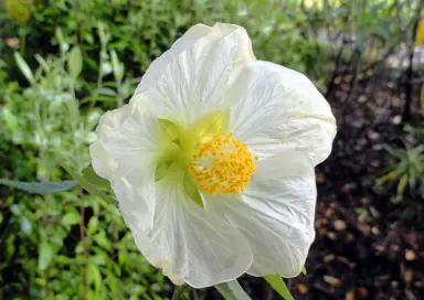 abutilon-alba-