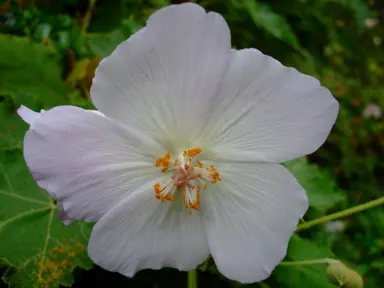 abutilon-alba-1