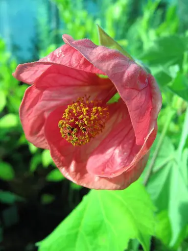 abutilon-ashford-red-