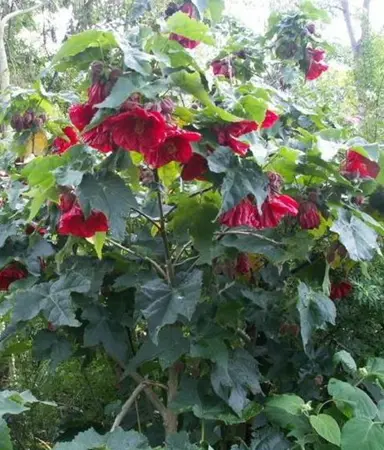 abutilon-ashford-red-1