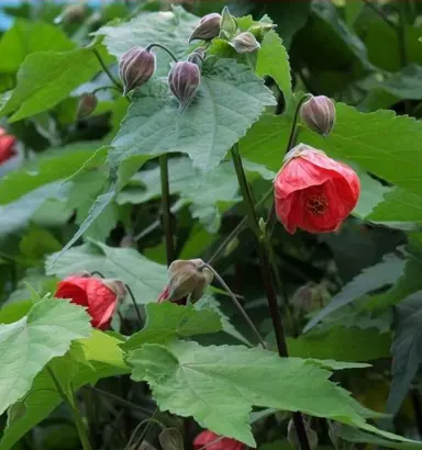 abutilon-ashford-red-3